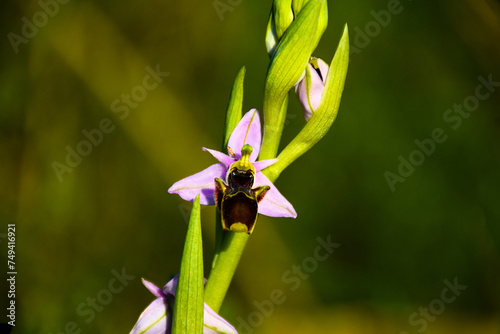 Orchid Apifera