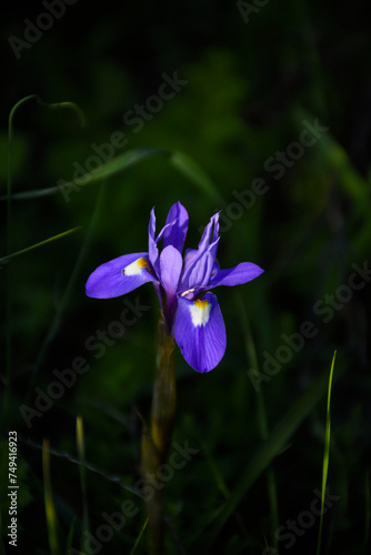 Purple lily in the shadow of the forest 