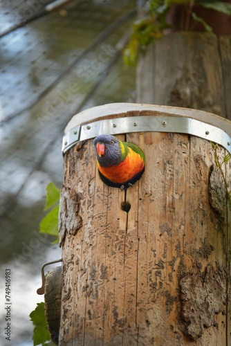 A lori parrot sits on a branch in its enclosure at the zoo. A summer day at the Czech zoo 