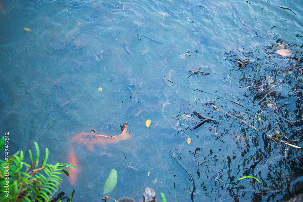 Albino catfish are also asked by many people to buy them for ornamental