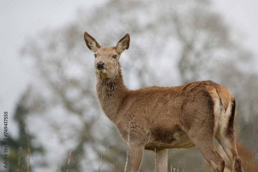 Female deer Female deer