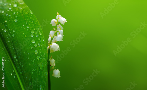 White lily of the valley flower and green leaf with dew drops isolated on border of natural green background for eco project