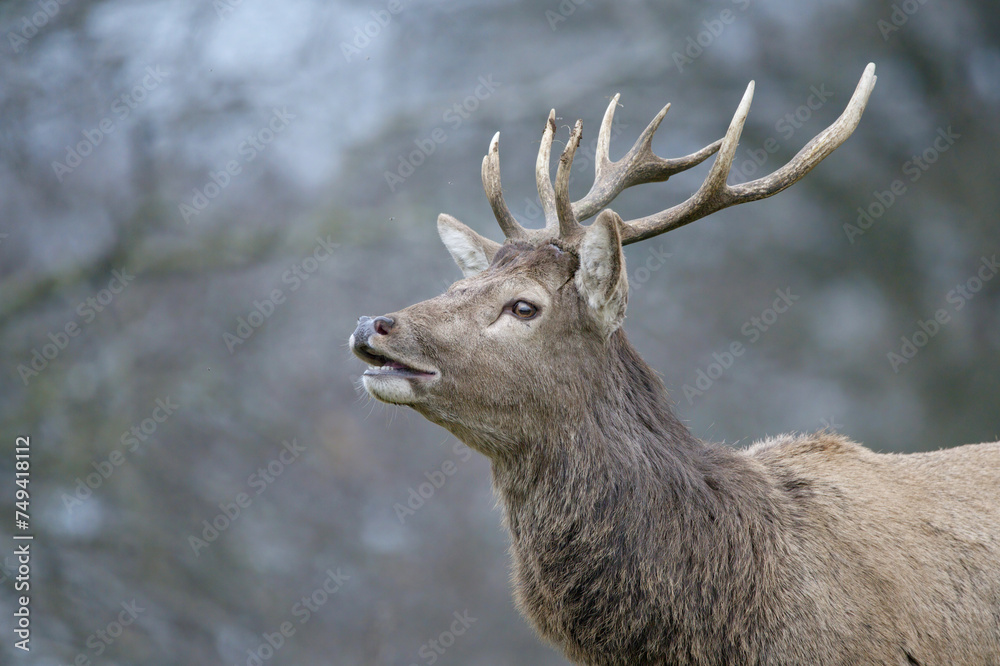 Stag