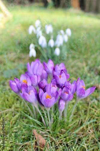 Bl  hender lila Krokus mit schneegl  ckchen im Hintergrund