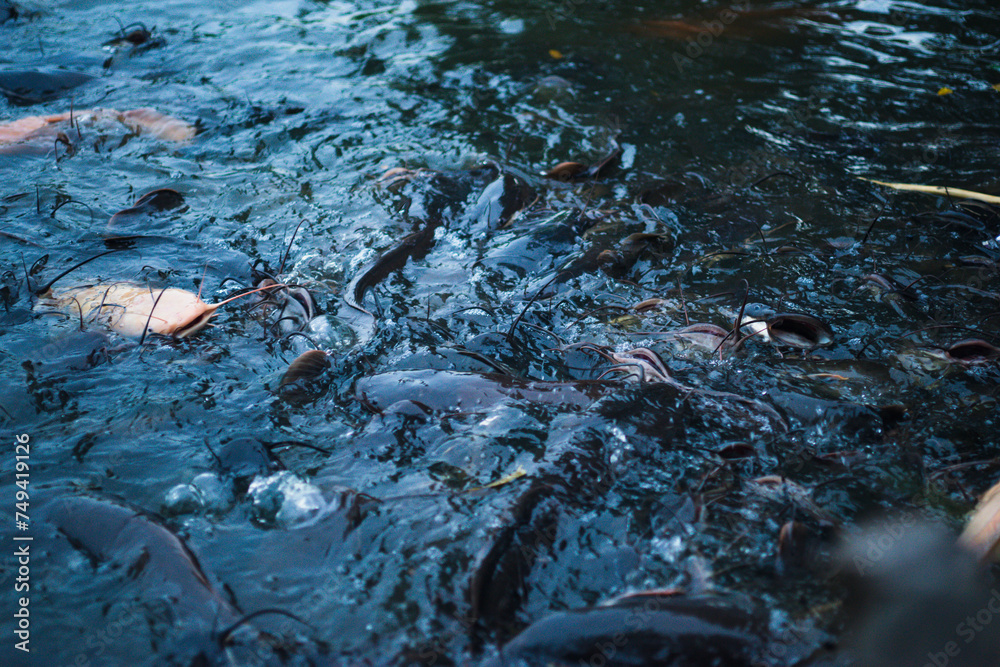 Albino catfish are also asked by many people to buy them for ornamental