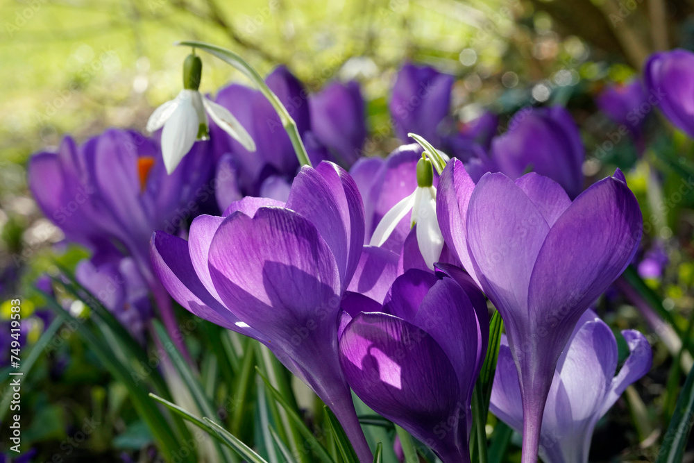 Frühlingsboten Frühlingsboten