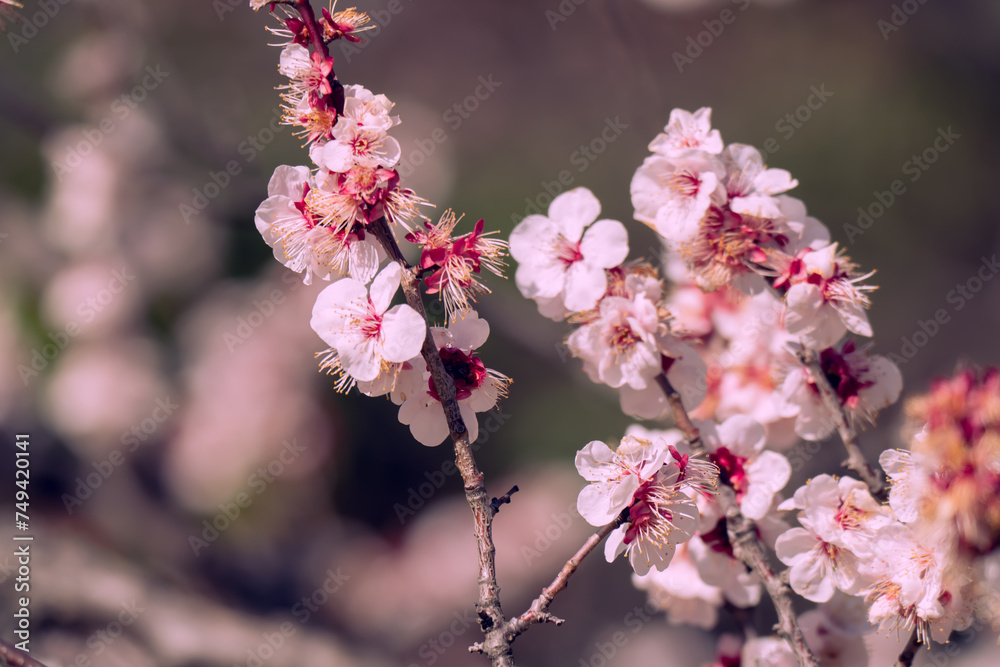 日本の庭園に咲く美しい梅の花