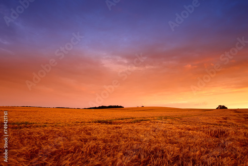 Wheat field  sunset and landscape in nature environment for summer grain for harvesting  countryside or agriculture. Farmland  horizon and land ecology for small business growth  meadow or grassland