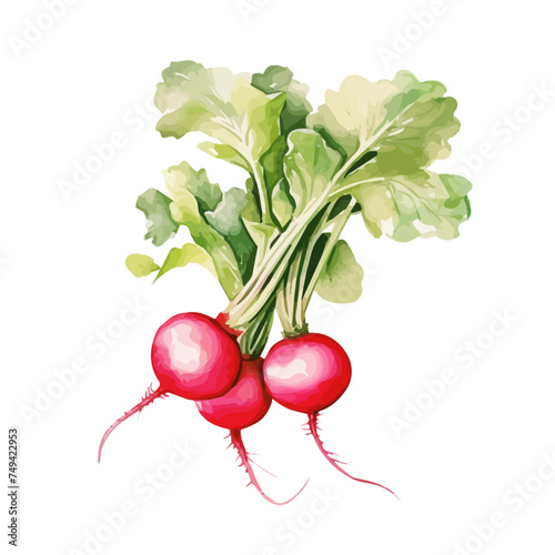 Watercolor Painting of a radish plant, Vector Drawing, isolated on a white background.