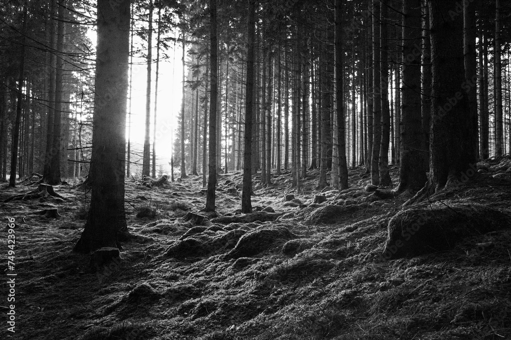 Naklejka premium forest light