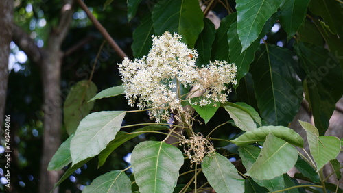 Aleurites moluccanus (candlenut, candleberry, Indian walnut, kemiri). The nut is appreciated in many cultures once cooked or toasted and commonly used in curries