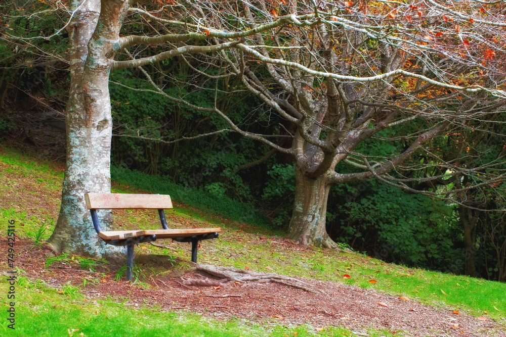 Autumn, nature and trees with bench in park for relax, scenery or forest environment in countryside. Agriculture, branches or woods for sustainability, natural landscape or field on grass for ecology Autumn, nature and trees with bench in park for relax, scenery or forest environment in countryside. Agriculture, branches or woods for sustainability, natural landscape or field on grass for ecology