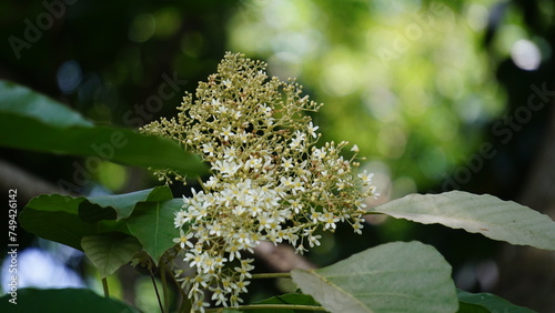 Aleurites moluccanus (candlenut, candleberry, Indian walnut, kemiri). The nut is appreciated in many cultures once cooked or toasted and commonly used in curries