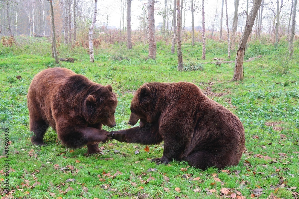 In a tranquil forest clearing, two brown bears engage in a delightful play, creating a heartwarming scene amid the grassy expanse. The soft, green carpet provides a natural playground for the bears, t - obrazy, fototapety, plakaty 