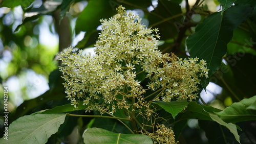 Aleurites moluccanus (candlenut, candleberry, Indian walnut, kemiri). The nut is appreciated in many cultures once cooked or toasted and commonly used in curries