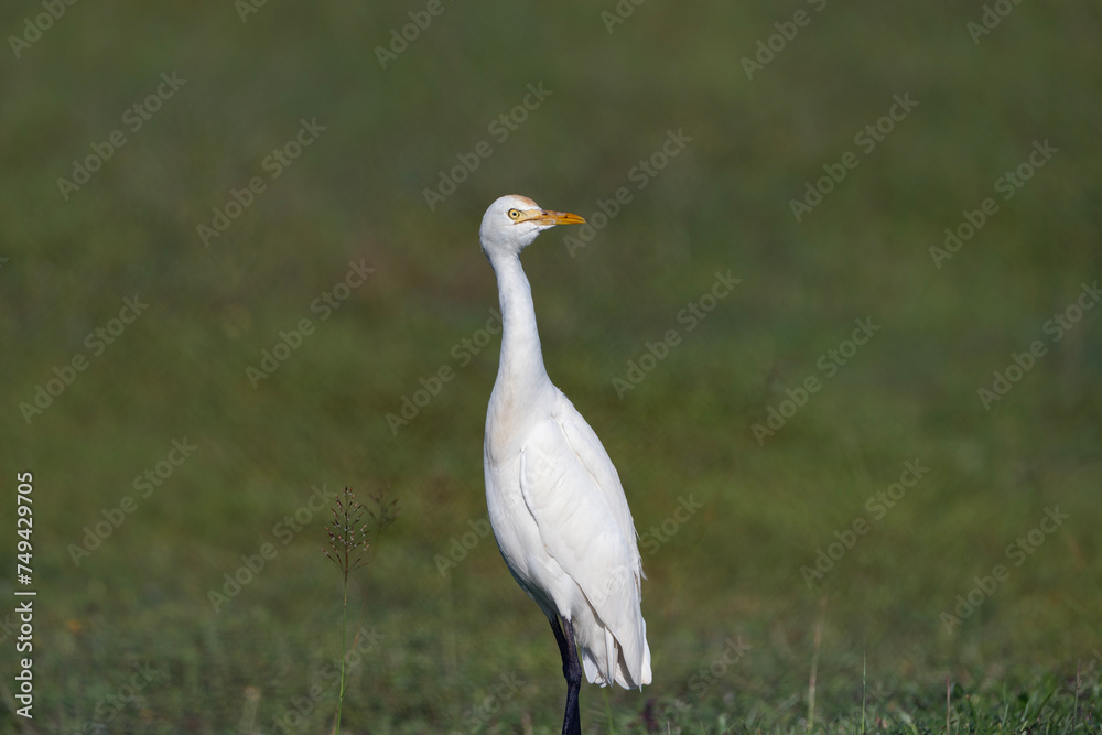Eastern cattle egret, Bubulcus coromandus in Sri Lanka Eastern cattle egret, Bubulcus coromandus in Sri Lanka