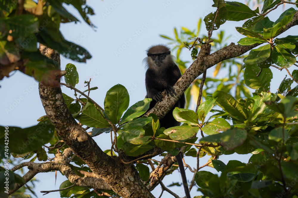 Fototapeta premium Purple-faced langur, Semnopithecus vetulus in Sri Lanka