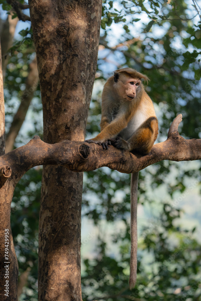 Toque macaque sitting on the tree, monkey endemic to Sri Lanka, Macaca sinica Toque macaque sitting on the tree, monkey endemic to Sri Lanka, Macaca sinica