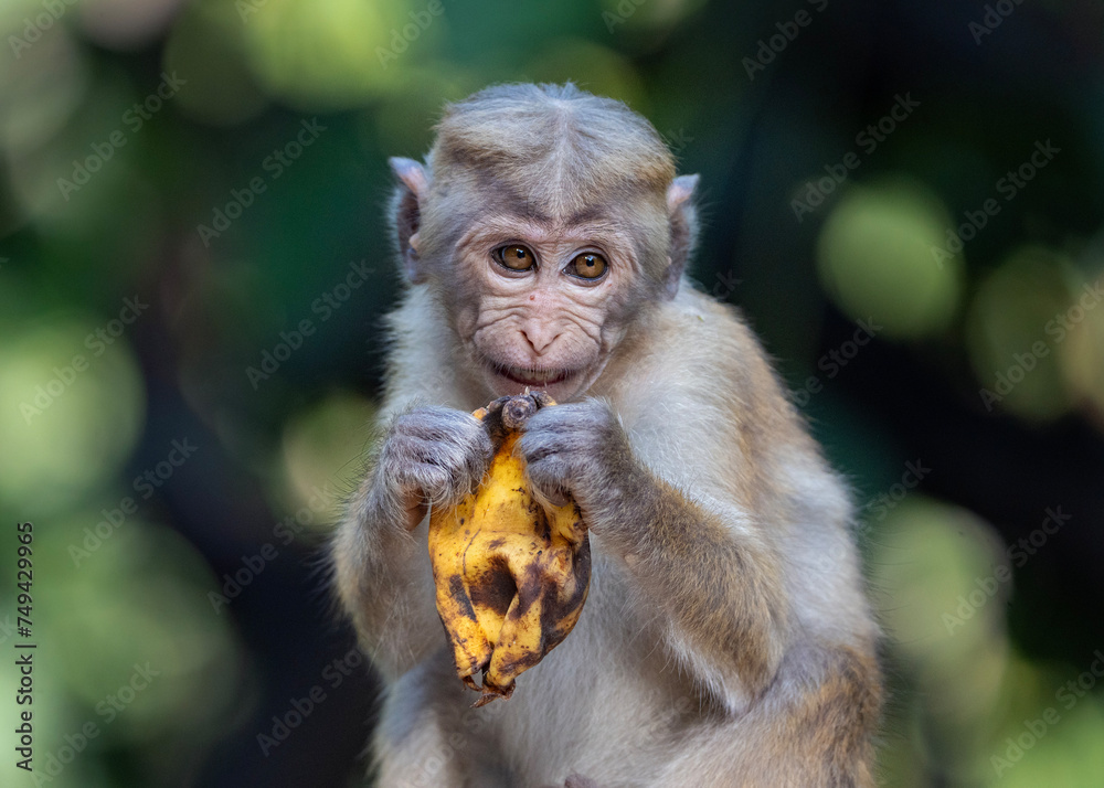 Toque macaque, young monkey eating a banana, Macaca sinica in Sri Lanka Toque macaque, young monkey eating a banana, Macaca sinica in Sri Lanka