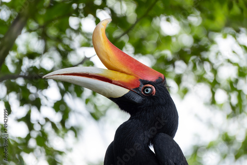 Rhinoceros hornbill close up, portrait of Buceros rhinoceros photo