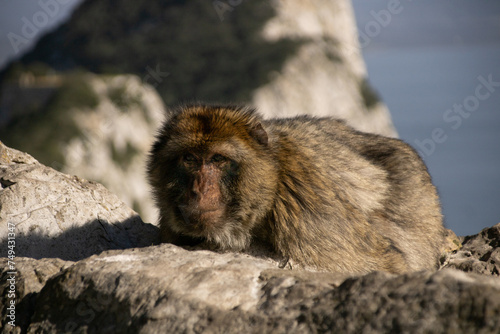 monkeys freely roaming around on the rock of Gibraltar