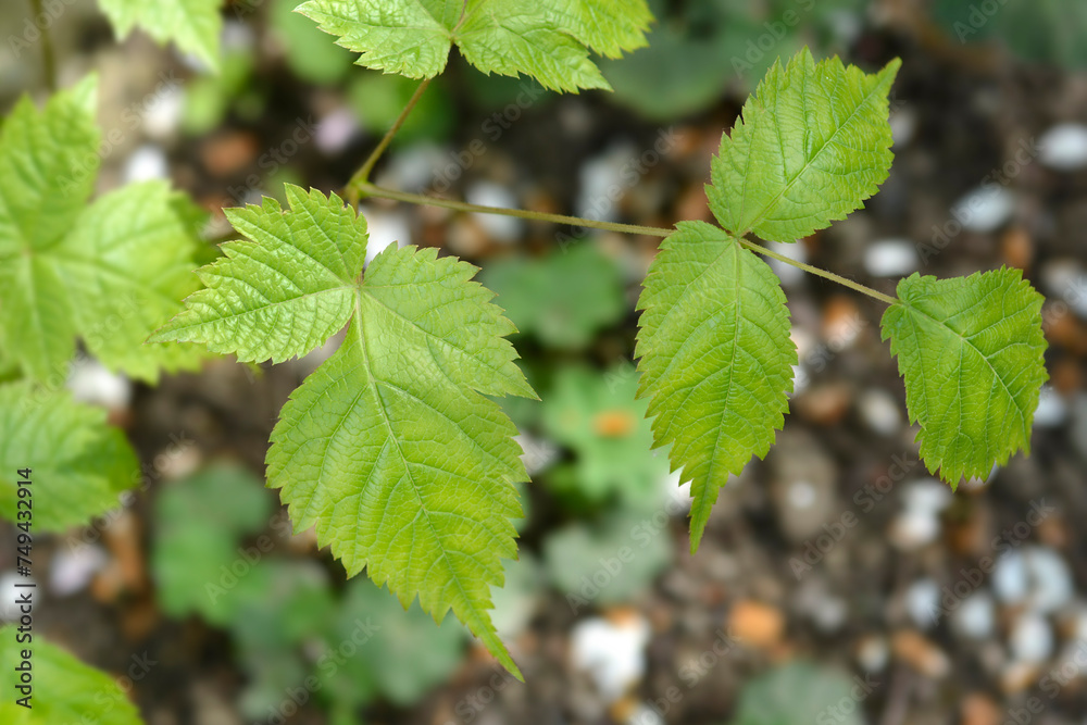 Zweiweltenkind Goats Beard leaves Zweiweltenkind Goats Beard leaves