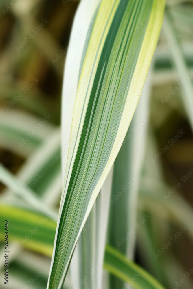 Obraz premium Giant reed Ely variegated leaves