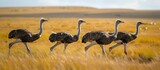 A group of ostriches moving across a dry grass field in a wild setting.
