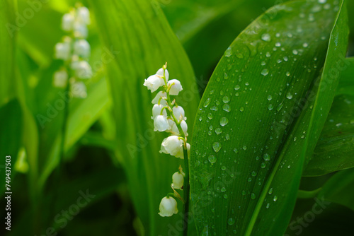 Spring lily of the valley flowers and green leaves with dew drops in springtime photo