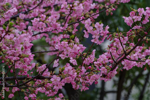 Wallpaper Mural 港区赤坂5丁目に咲く河津桜が雨に濡れる Torontodigital.ca