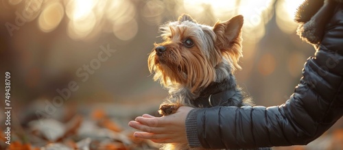 A person cradling a small Yorkshire Terrier dog in their hands. photo