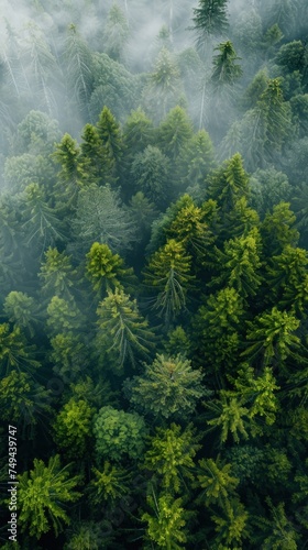 A birds eye view of a forest blanketed in fog  with tall pine trees barely visible through the mist.