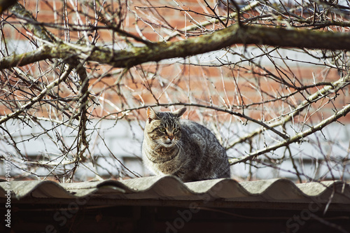 Homeless brown tabby cat sitting on the roof under the rays of the sun, spring photo