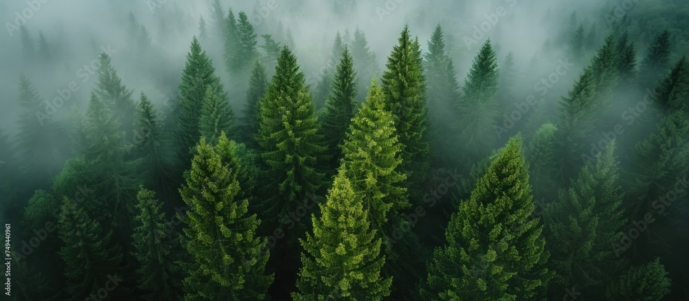 Dense fog blankets a forest, with a group of pine trees standing out. The mist creates an eerie atmosphere around the clustered trees.