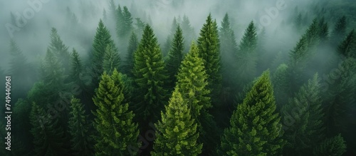 Dense fog blankets a forest, with a group of pine trees standing out. The mist creates an eerie atmosphere around the clustered trees. © FryArt Studio