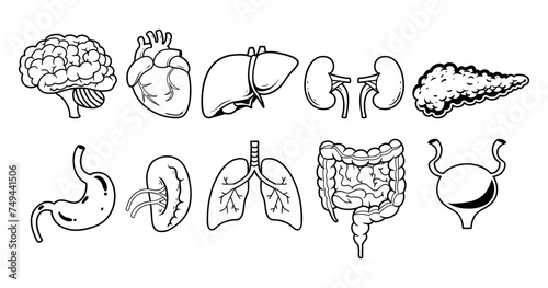 Human organ element outline sketch vector illustration set photo