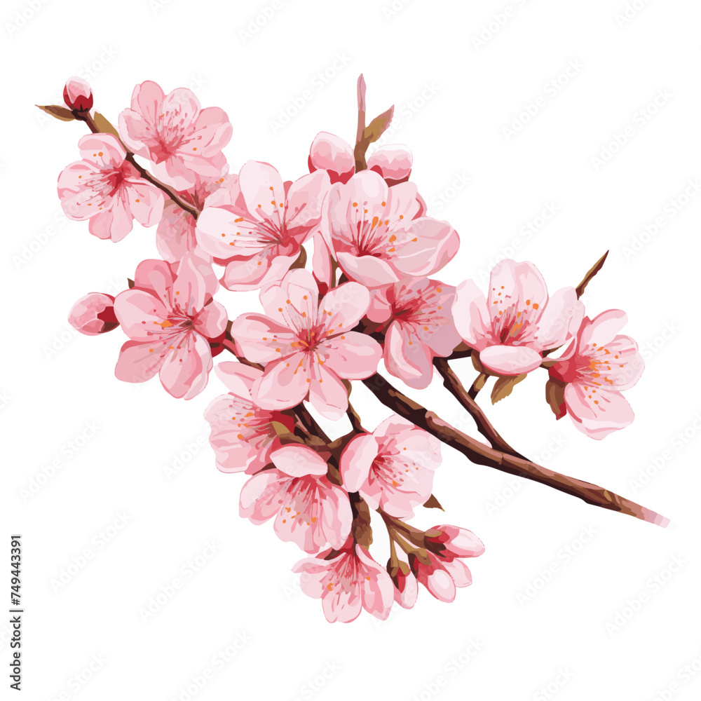 Cherry Blossoms Vector Illustration on White Background Cherry Blossoms Vector Illustration on White Background