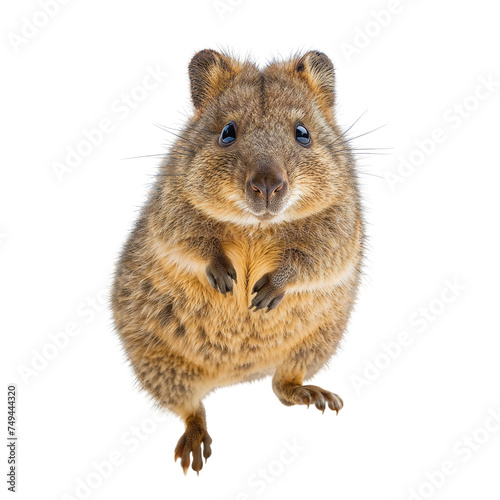 Cute Quokka Standing Isolated on Transparent Background 