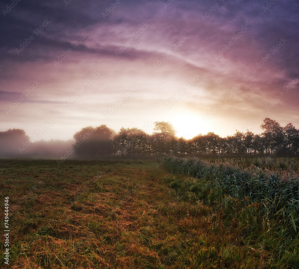 Obraz premium Wheat field, grass and mist environment in nature or grain harvesting in grassland countryside, crop or sunset. Forest, trees and fog in meadow or England tourism or rural morning, outdoor or dawn