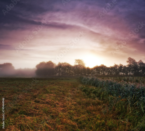 Wheat field, grass and mist environment in nature or grain harvesting in grassland countryside, crop or sunset. Forest, trees and fog in meadow or England tourism or rural morning, outdoor or dawn