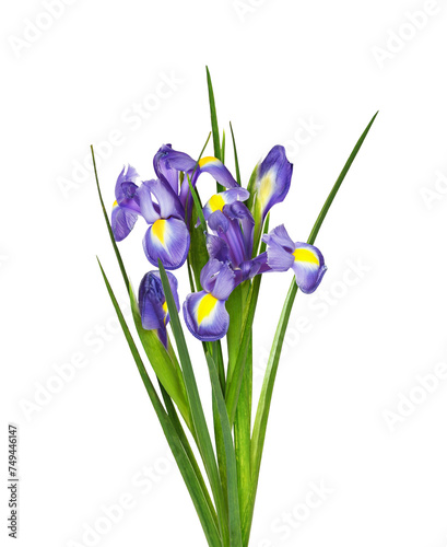 Small bouquet of purple iris flowers and buds isolated on white or transparent background