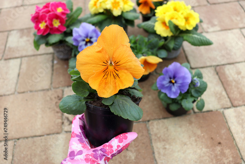 Zbliżenie sadzonki wiosennej rośliny, trzymanej w ręce ogrodnika, na tle kwiatów © J