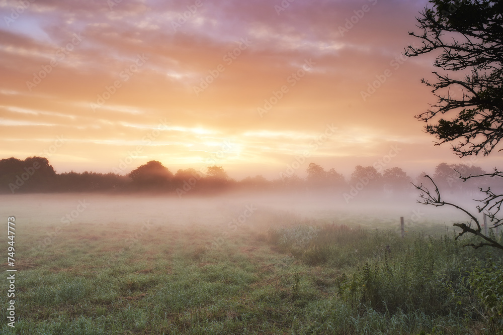 Fototapeta premium Farm, cereal crops and mist on field in morning, sunrise and wheat plant in sustainable environment. Countryside, sunshine or grain agriculture in england, plants or peace on rural ecology in nature
