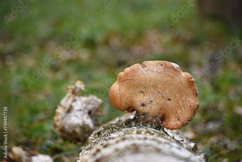 Polyporus Squamosus Maushrumn Tree Spring Forest