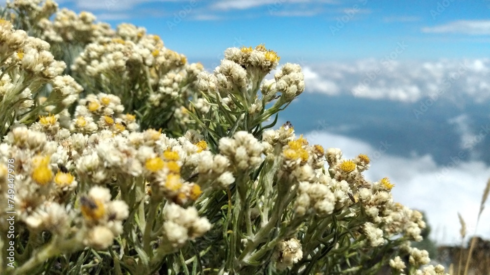 White flowers of Edelweiss Helichrysum arenarium in the mountain. White flowers of Edelweiss Helichrysum arenarium in the mountain.
