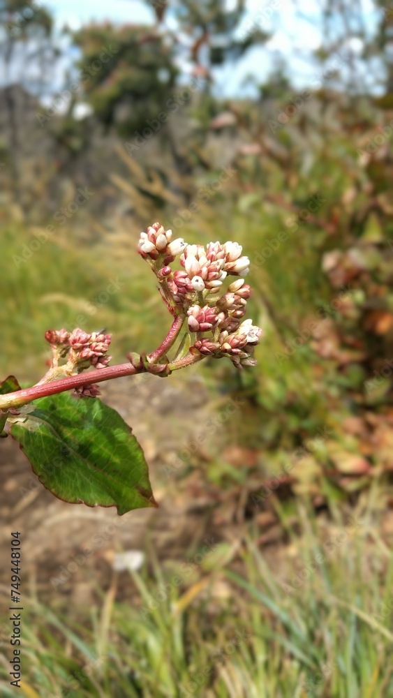Flowering plant in the summer in the mountains Flowering plant in the summer in the mountains
