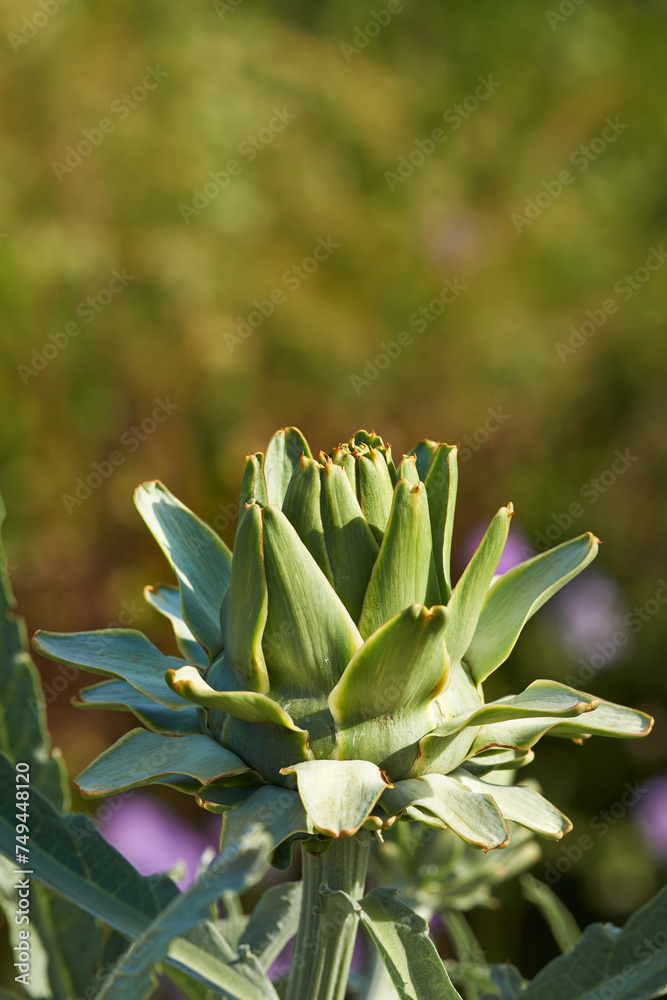 Outdoors, desert and green cactus in nature, sustainable environment and peaceful ecosystem. Shrub, wildlife and native succulent or leaves and foliage in Hawaii, mockup and plants in forest or woods Outdoors, desert and green cactus in nature, sustainable environment and peaceful ecosystem. Shrub, wildlife and native succulent or leaves and foliage in Hawaii, mockup and plants in forest or woods