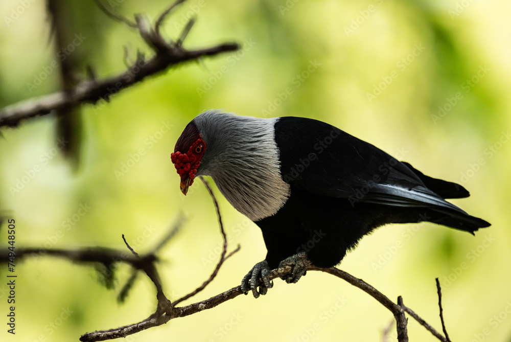 Fototapeta premium blue Seychelles pigeon in natural conditions on the Seychelles islands