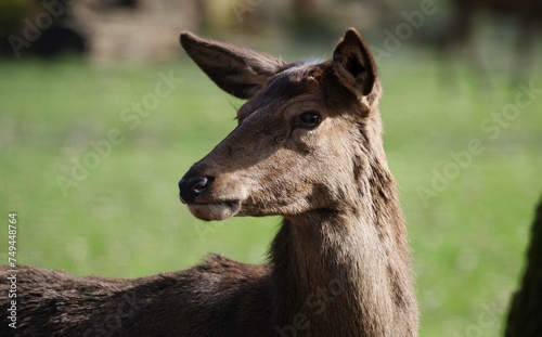 Portrait Ansicht von einem Reh auf der Wahner Heide.