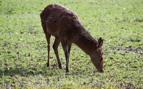 Äsendes Reh auf einer Walslichtung in der Wahner Heide.